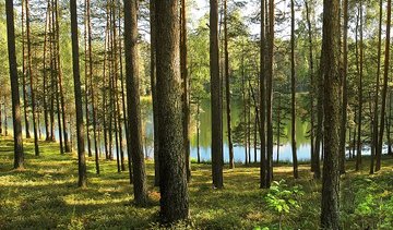 KVIEČIAME TEIKTI PASIŪLYMUS DĖL KLAIPĖDOS APSKRITIES MIŠKŲ TVARKYMO