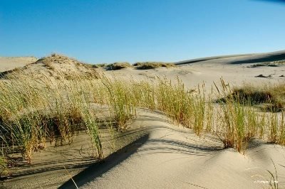 KOREGUOJAMAS KURŠIŲ NERIJOS NACIONALINIO PARKO TVARKYMO PLANAS