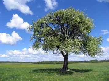 RENKAMAS METŲ MEDIS