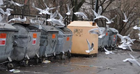 PAUKŠČIŲ GAUSA – IR DĖL NEUŽDARYTŲ KONTEINERIŲ DANGČIŲ