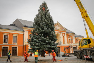 Jau atkeliavo žmonių dovanota eglė