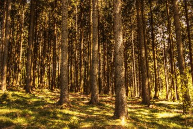 Parengtas miškų plotų schemos pakeitimo projektas